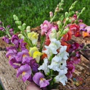 1000+ Rocket Mix Snapdragon Seeds for Garden Planting - USA - FREE SHIPPING! - Picture 1 of 1