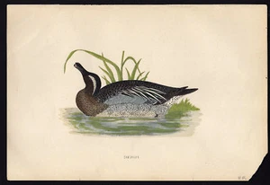 1860 Morris Geschichte der britischen Vögel Garganey Ente - Bild 1 von 1