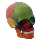 15 Parts Human Anatomy  Medi cal Skull Model Learning Anatomy Skull