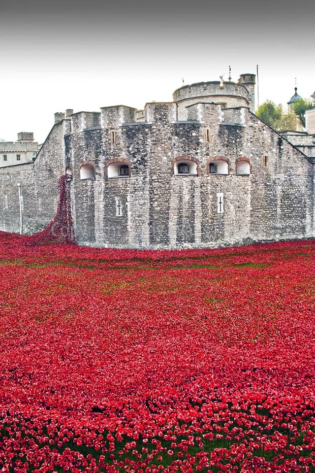 Amapolas en la Torre de Londres Sangre barrida tierras y mares de rojo impresión de imagen Foto 1 de 1