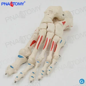 1:1 Human foot bone joint with muscle start and end point model - Picture 1 of 4