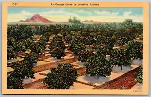 Tucson Arizona 1940er Postkarte Orange Grove - Bild 1 von 2