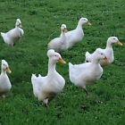 6 Fertile Crested White Layer duck eggs for Hatching, Fresh eggs, Lays 300 a yr!