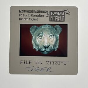 Taxidermy Tiger Head S21016 Vintage 35mm Slide SD09