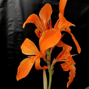 10 Canna 'Club Tropicanna' seeds (Zingiplants Exclusive) - Picture 1 of 6