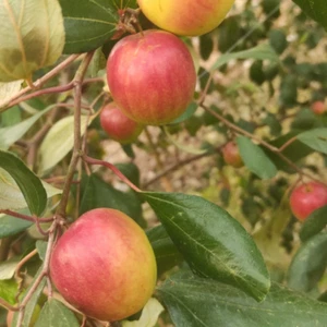 Hybrid Apple Ber Indian jujube ( Miss India , Graft plant ) 1 Bare-Root Plant - Picture 1 of 3