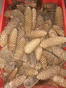 Fichtenzapfen 1kg- Getrocknet, zum Basteln Gern auch mehr Kilo abzugeben. - Bild 1 von 1
