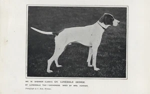 ZEIGER BENANNT CHAMPION ALT ANTIK 1905 TEILSEITE HUNDDRUCK - Bild 1 von 1