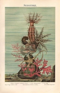 SEEGURKE Holothuroidea Stachelhäuter Seestern Alge original Lithographie 1897 - Picture 1 of 1
