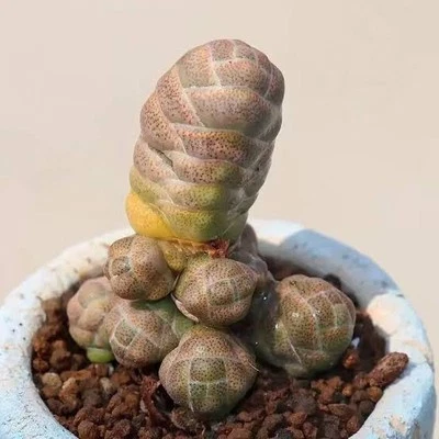 Crassula teres (barklyi) 🏵️ Rooted succulent limited  - Image 1 of 4