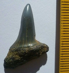 LOTE 33 FOSSIL DIENTE (MEGALODON MAKO BLANCO HEMYPRISTIS, ETC...) - Picture 1 of 2