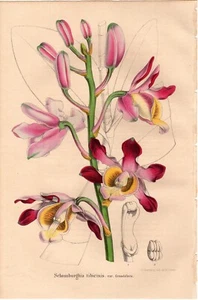 um 1850 van Houtte antiker botanischer Druck: Schomburghia tibici, Flore des serres - Bild 1 von 2