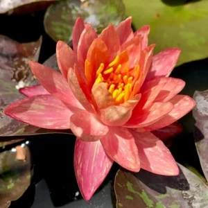 (ORANGE Hardy Water Lily Rhizome (Tuber) - Picture 1 of 2