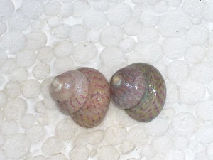 STEROMPHALA DIVARICATA F.STRANGULATA GREAT PAIR - Imagen 1 de 2