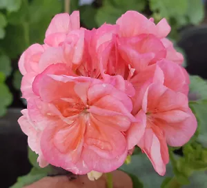 Barbara Zonal Pelargonium x 1 Plant ---------------- Geranium - Picture 1 of 4