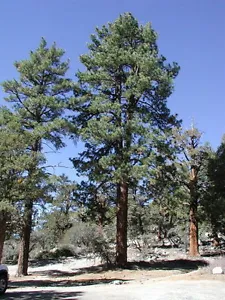 100 x Ponderosa Pine tree seeds, Blackjack Pine (pinus ponderosa) tree. - Picture 1 of 1