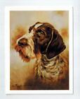 New Deutsch Drahtaar Pet Dog Head Notecard Set - 12 Note Cards By Ruth Maystead