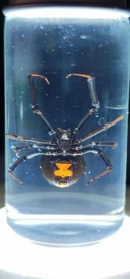 BLACK WIDOW PRESERVED SPIDER IN VIAL wet specimen REAL LATRODECTUS MACTANS - Image 1 of 2