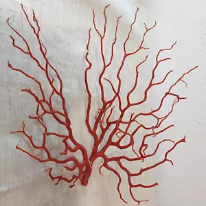 Rama gigante de coral rojo natural mar Mediterráneo, espécimen de coral genuino - Imagen 1 de 13