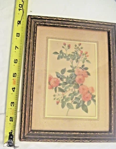 Pierre Joseph Redouté Lithograph 24604 mourlot lith - Picture 1 of 5