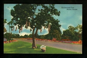 Tree postcard Sausage Tree Miami, Florida FL linen Colourpicture - Picture 1 of 2