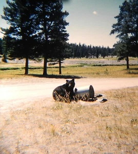 Vtg Kodachrome Black Bear In Yellowstone National Park Stereo Slide 1960s - Picture 1 of 1