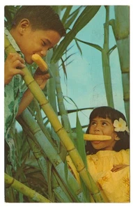 Oahu Hawaiian Cane Field Sugar Kids Honolulu County Hawaii Postcard - Picture 1 of 2