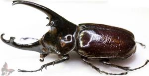 Augosoma centaurus-90,4 mm, MONSTER,TROPHY SIZE!!!, MOUNTED, ACTUAL SPECIMEN - Picture 1 of 1