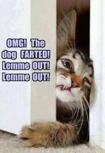 Funny Cat refrigerator magnet 3 1/2 x 4 1/2" - Picture 1 of 1