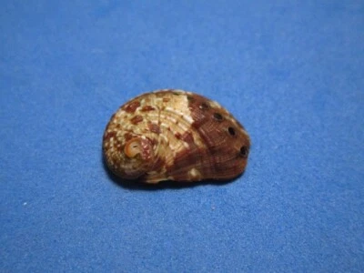 Haliotis spadicea Donovan, 1808 "SOUTH AFRICA!" (18.7mm) - Image 1 of 4