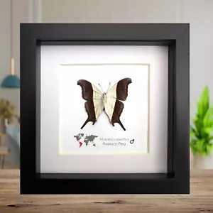 Marpesia Zerynthia, el ala de daga del camarero, pantalla de mariposa, marco 6" x 6" - Imagen 1 de 10
