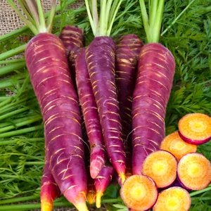 Purple Dragon Carrot Seeds | Cosmic Orange Yellow Core Red Skin Stars Seed 2024 - Picture 1 of 12