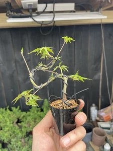 Dwarf Japanese Maple Mini Twists Bonsai - Picture 1 of 3