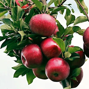 Paradise Apple Tree Seeds (Malus p.) "Red Delicious" Hardy-3 Garden Fruit Plant - Picture 1 of 12