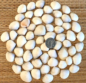 60+ SMALL  OFF-WHITE  SMOOTH CLAM SEA SHELLS - 1-1/4" WIDE  & UNDER - CRAFTING - Picture 1 of 2