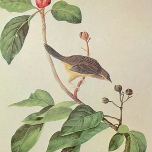 John James Audubon Pájaros Gorrión de Bachman De Colección Libro Placa Arte Impresión 363 - Imagen 1 de 3