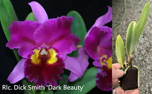 RON Cattleya Orchid Rlc. Dick Smith 'Dark Beauty' 50mm Pot MERICLONE 40mm Pot - Picture 1 of 5