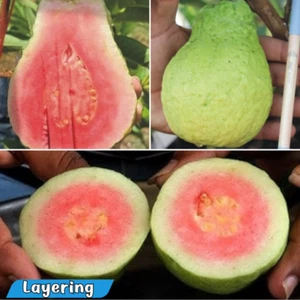 Guayaba híbrida BeauFlora (Diamante Jarvi 1, planta de capas) 1 planta de raíz desnuda - Imagen 1 de 1