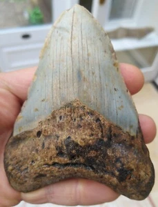 Diente grande de Megalodon - 4,63 pulgadas (11,78 cm) - Imagen 1 de 6