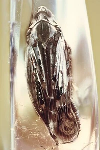 Gran PLANTHOPPER Fulgoroidea fósil genuino ámbar báltico + foto HQ 250304 - Imagen 1 de 6