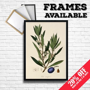 OLIVO Póster Vintage Comida Pared Impresión Arte Hogar Cocina Pub B&B HOTEL Decoración - Imagen 1 de 4
