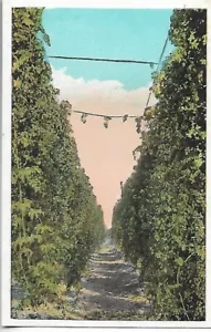 Cartolina vintage - Viti? - Posizione sconosciuta - Foto 1 di 2