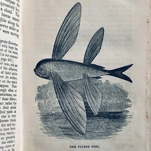 RARE Antique Travel Book c1821 CAMPBELL'S VOYAGES Cape of Good Hope South Africa - Picture 1 of 12