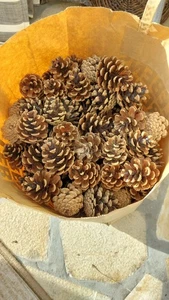 Kiefernzapfen 4-8cm Schwarzkiefer 200Stck. zum Basteln Kindergarten Grabschmuck  - Bild 1 von 5