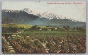 Orange Groves Near The Snow Mountains, Vintage Post Card - Picture 1 of 2