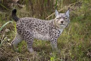 Lynx Garden Statue Lifelike Garden Home Decoration Large Wild Animal Display - Picture 1 of 5