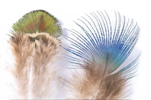 PEACOCK FEATHERS BLUE NECK OR GOLD BODY VENIARD FLY TYING MATERIALS - Picture 1 of 1