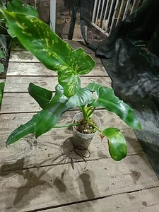 Rare Variegated Philodendron Golden Dragon Ready To Climb Your Pole - Picture 1 of 14