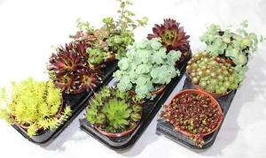 3er Mix Sedum Sempervivum Gartenpflanzen im 8,5cm Topf WINTERHART!! - Bild 1 von 2