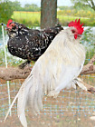 12 Fertile Variety Rare Mixed Chicken Hatching Eggs - See Description for Breeds